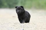 SCHIPPERKE 508